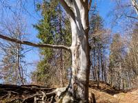 Verzweigtes Wurzelwerk einer großen Buche